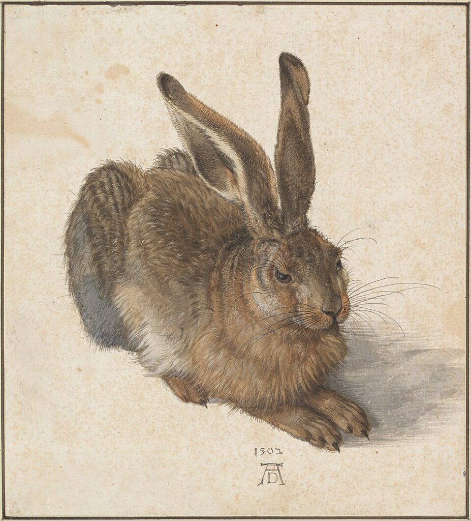 Albrecht Durer Hare 1502 Google Art Project - Grand Boudoir Albrecht Dürer - Hare, 1502